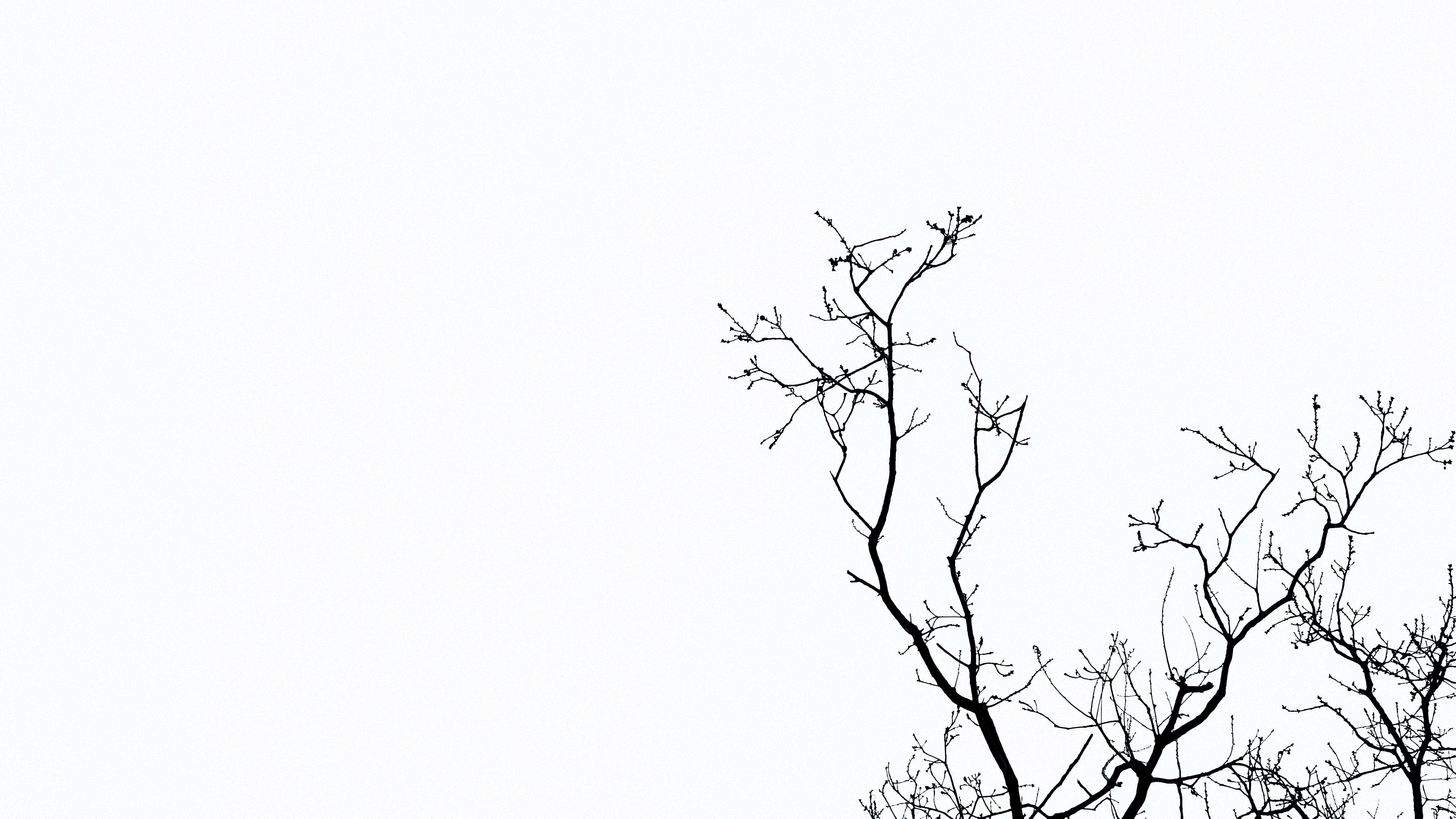 A branch in front of a white background