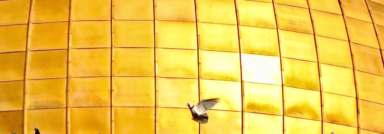 Doves in Jerusalem