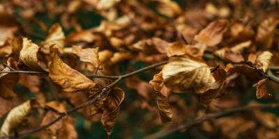 dry leafs