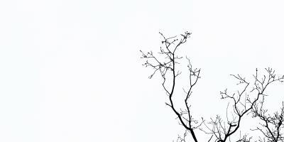A branch in front of a white background