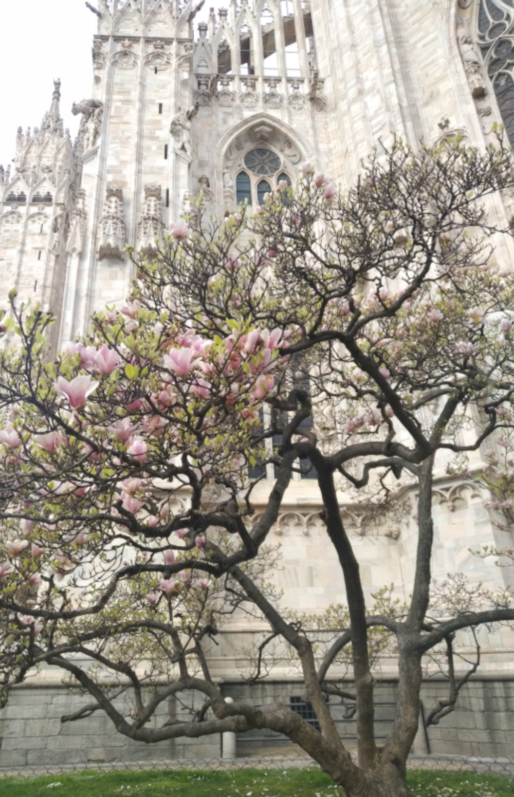 Tree blossom in front of Milan's cathedral Spring 2020, the author's image